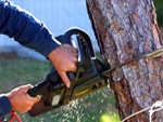 deadwood removal