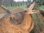stump