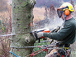 tree lopping