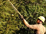 tree maintenance