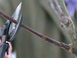 tree pruning