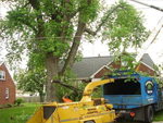 tree removal