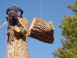Tree Lopping logan city